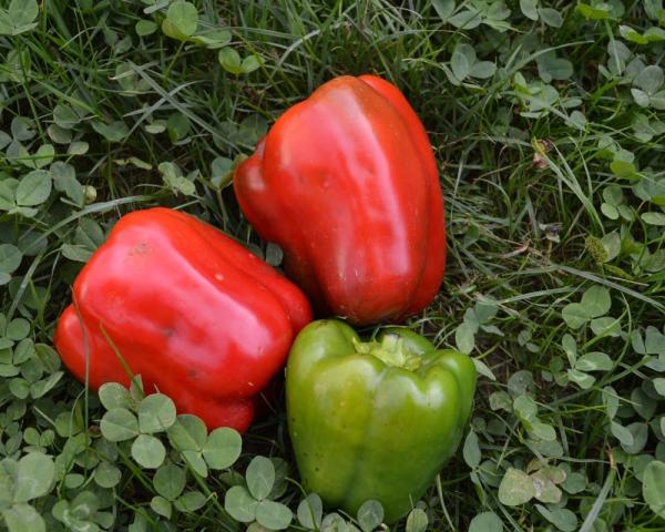 Paprika "California Wonder" (Pflanze)